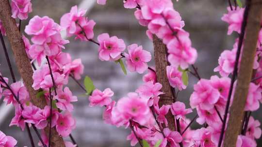 沕沕水生态风景区 梅花 粉色 植物 景色