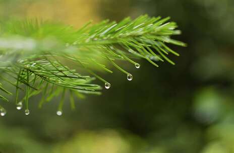 春雨 树枝 春天 春季 特写树枝