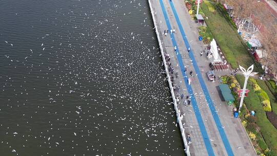 昆明海埂大坝滇池边喂海鸥