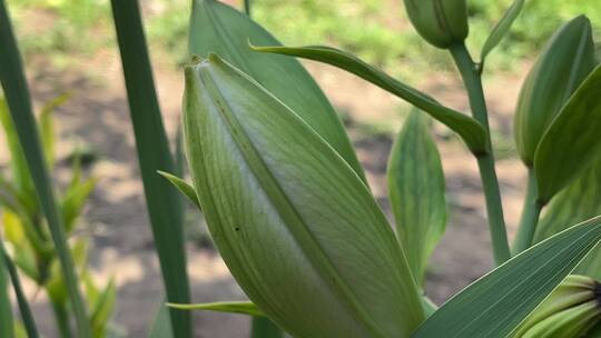 百合花花苞特写镜头