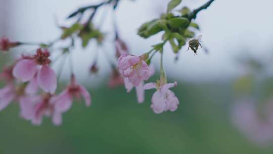 蜜蜂在樱花上采蜜