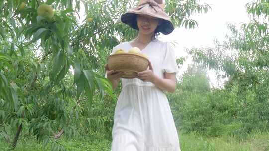 阳山水蜜桃 水蜜桃产地 水蜜桃采摘