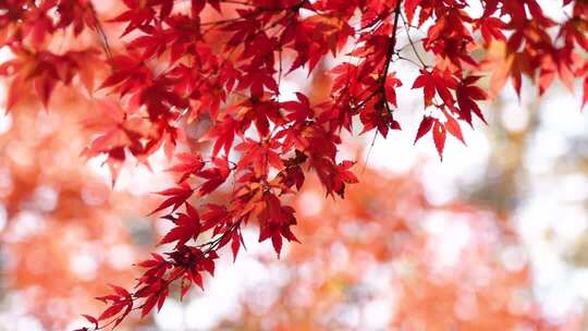 秋天阳光下逆光明亮的红色枫叶