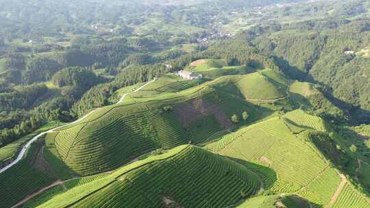 航拍视角恩施鹤峰茶山