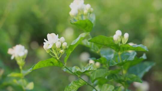 唯美茉莉花与茉莉花茶制作福州茉莉花种植园