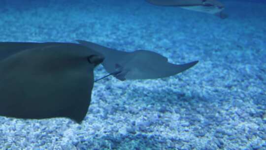 黄貂鱼在动物园水族馆游泳