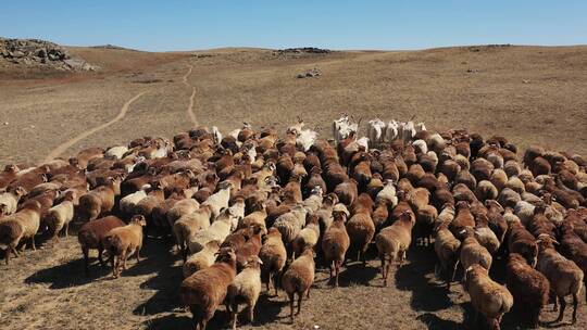 新疆阿勒泰草原农场绵羊群畜牧业景观