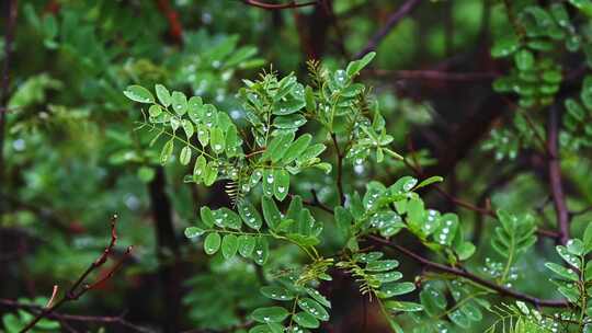 夏季下雨天山林植物树叶水珠特写