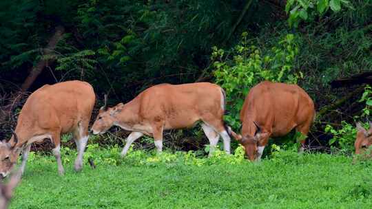 班腾牛是一种在东南亚发现的野牛，在一些国家已经灭绝；