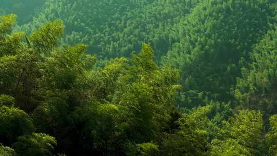 江南竹山竹海竹林竹叶生态环境航拍