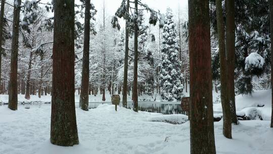 金华山森林露营基地小西湖水杉林雪景航拍