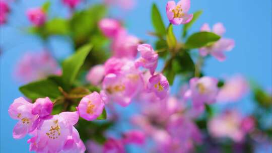 春天花朵樱花绽放过程植物延时视频素材