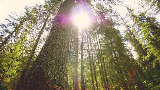 4K-仰拍松树树干和透过树顶的太阳光