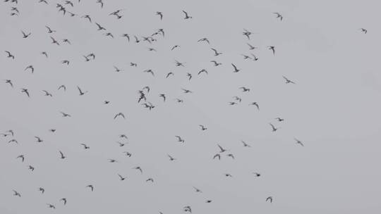 成群的鸟在空中飞行升格慢镜头