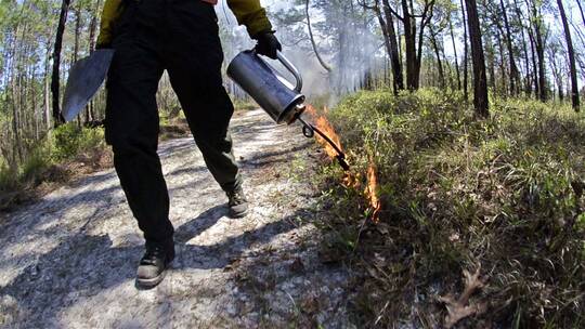 消防员在森林自然保护区点火