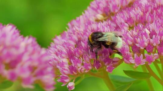 蜜蜂在粉色的花朵上采食花蜜