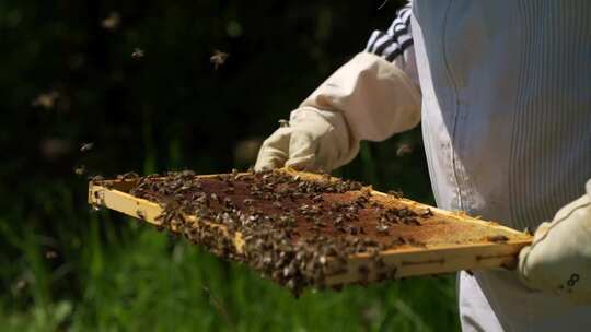 养蜂人日常养蜂