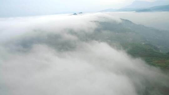 航拍云雾缭绕的四川乐山茶叶基地