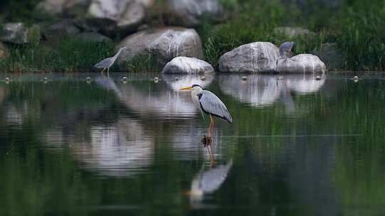 湖边树林里的白鹭鸟