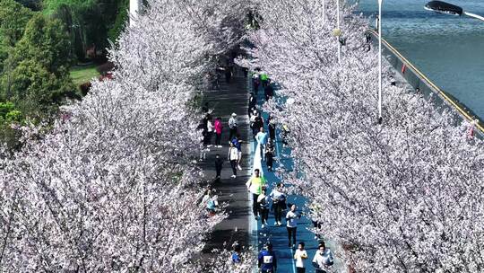 杭州滨江樱花跑道