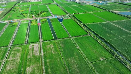 宁夏水稻种植稻鱼空间