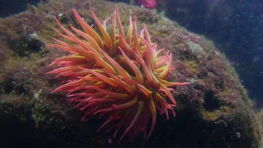 海胆，水下，水族馆，海