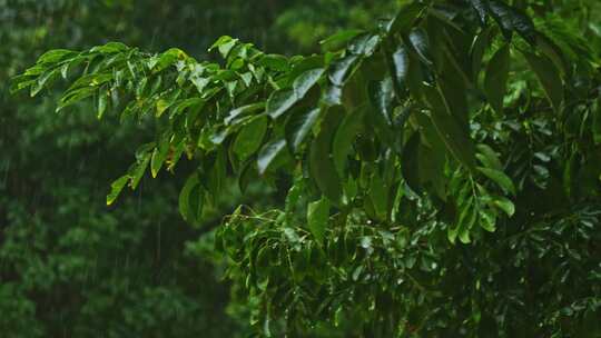 风雨交加树木树叶雨景雨季雨水雨滴下雨