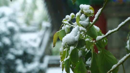 大雪 冬至 大寒　西安古建筑罔极寺