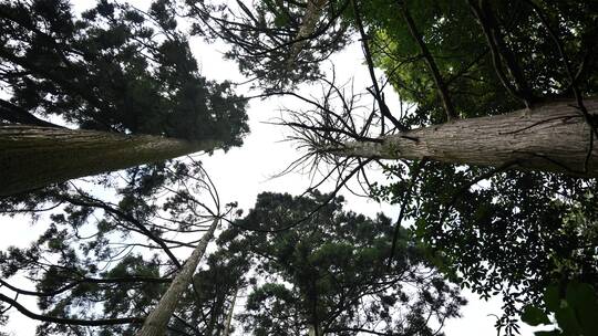 杭州西天目山的百年老树和山林