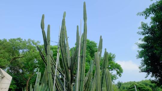 沙漠植物沙生植物园仙人球仙人掌