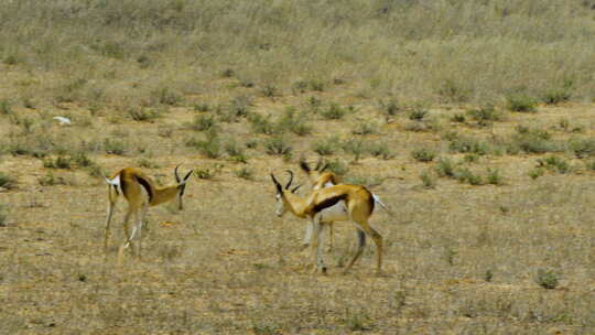 一群单身的跳羚羚羊在干燥的草原上觅食。两