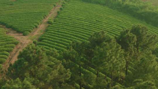 茶园 茶树 采茶 茶叶