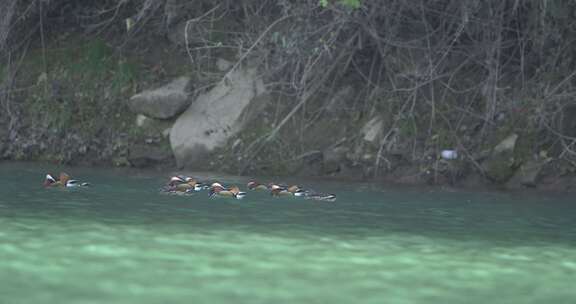 野生鸳鸯