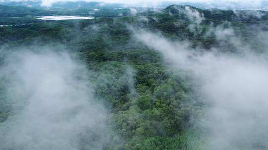 自然森林穿过云雾绿水青山航拍视频