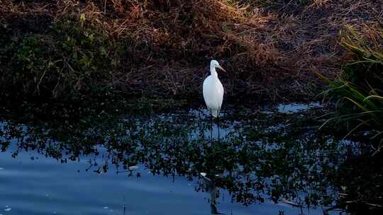 西安湿地公园鸟类