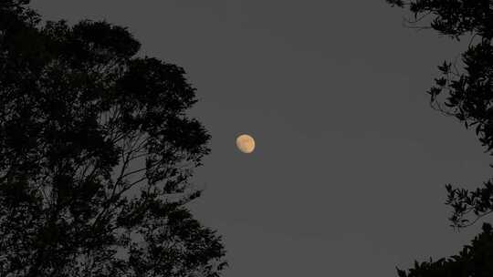 夜晚月亮树林夜幕降临森林半月夜空天空黑夜视频素材模板下载