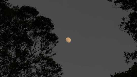 夜晚月亮树林夜幕降临森林半月夜空天空黑夜