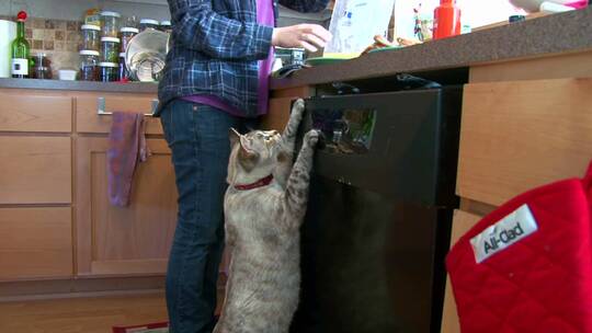 厨房里可爱的乞讨猫