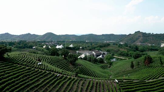 安吉白茶观景平台 茶厂茶山茶树航拍