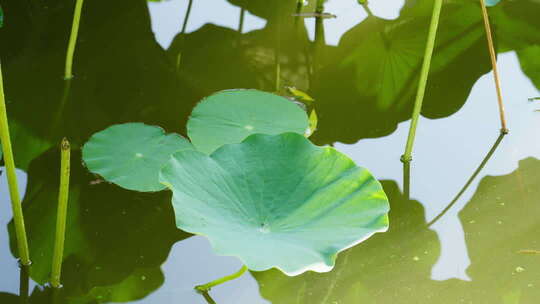 夏天阳光树叶立夏夏至小暑大暑夏日小清新