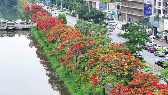 中国佛山市顺德区新桂南路凤凰花