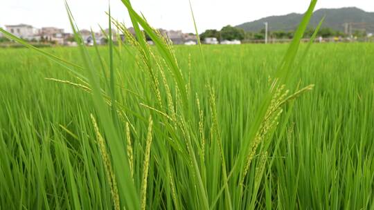 绿色的稻谷随风飘摇