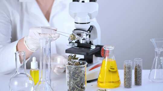科学家在实验室检查干大麻药草。