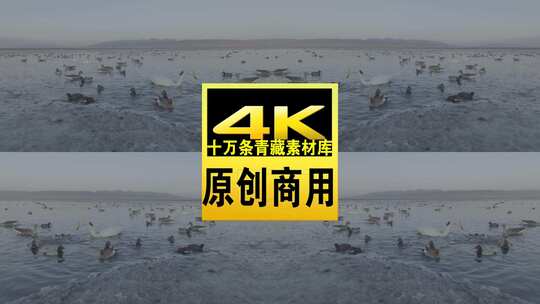 青海青海湖湖面鸟类航拍视频高清在线视频素材下载