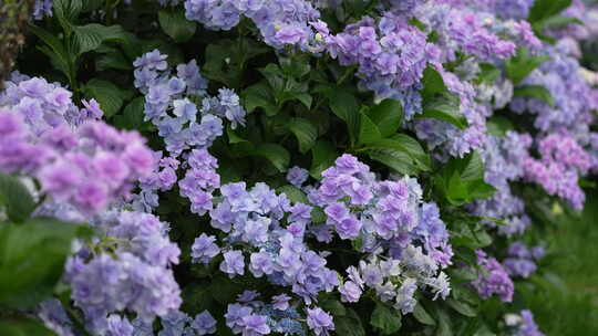 花园花海鲜花绣球花夏季夏天