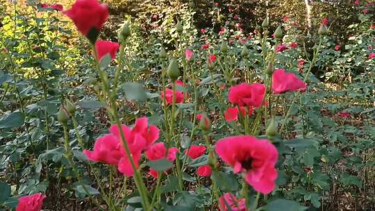 红色月季花花海