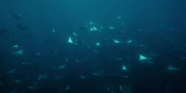 海底蝠鲼鱼群杰克风暴
