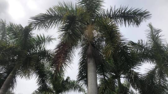 茂盛的椰子树