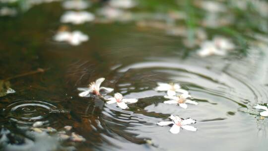 溪水落花，凋落的花瓣花朵