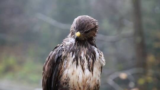 被雨淋湿了的鹰